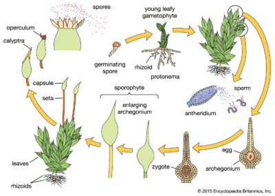 Morphology, Life Cycle, and Classification of Bryophytes - Agric4Profits