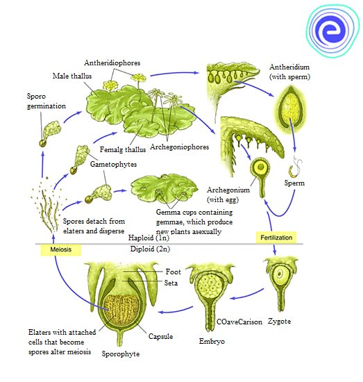 Morphology, Life Cycle, and Classification of Bryophytes - Agric4Profits