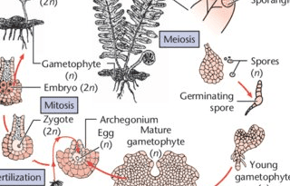 Life Cycle and Morphology of Pteridophytes