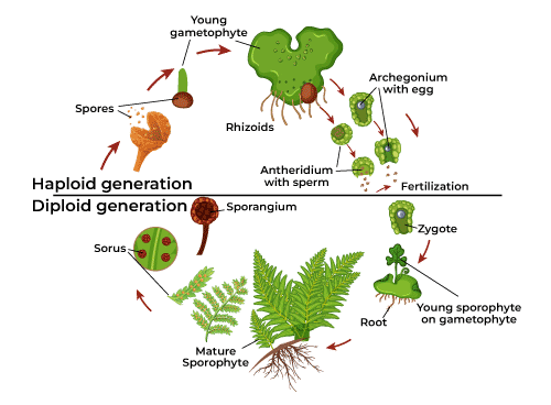 Characteristics and Classifications of Pteridophytes - Agric4Profits