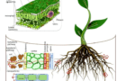 The Use of Sustainable Fertilizers for Better Performance