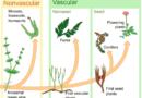 Formation of Vascular Land Plant and Seed Fossils and their Types