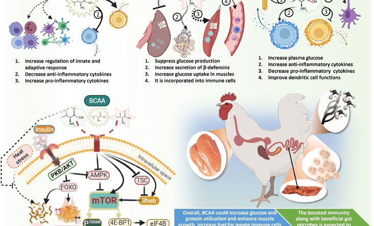 Importance of Amino Acids in Poultry Nutrition