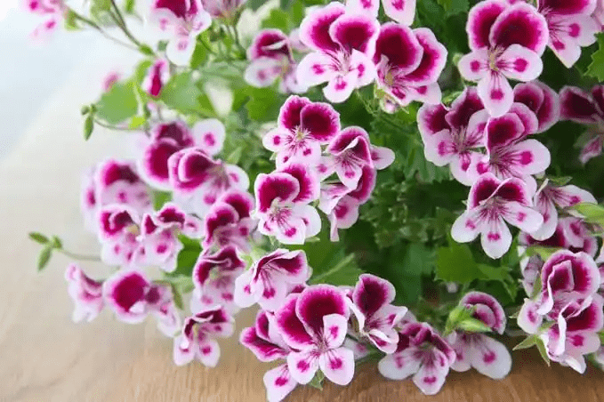 5 Medicinal Health Benefits Of Pelargonium (Geranium)