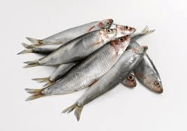 How to Farm and Care for European Sprat Fish (Sprattus sprattus ...