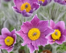 16 Medicinal Health Benefits Of Pulsatilla (Pasqueflower) 16 Medicinal Health Benefits Of Pulsatilla (Pasqueflower)
