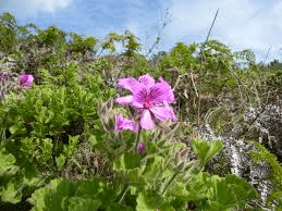 5 Medicinal Health Benefits Of Pelargonium (Geranium)