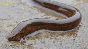 How to Farm and Care for Asian Swamp eel (Monopterus albus) - Agric4Profits