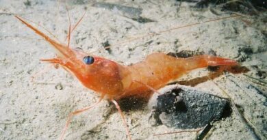 How to Farm and Care for Northern Prawn (Pandalus borealis)