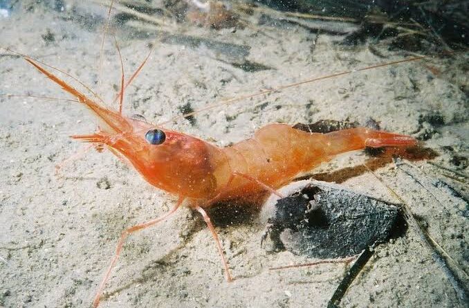 How to Farm and Care for Northern Prawn (Pandalus borealis) - Agric4Profits