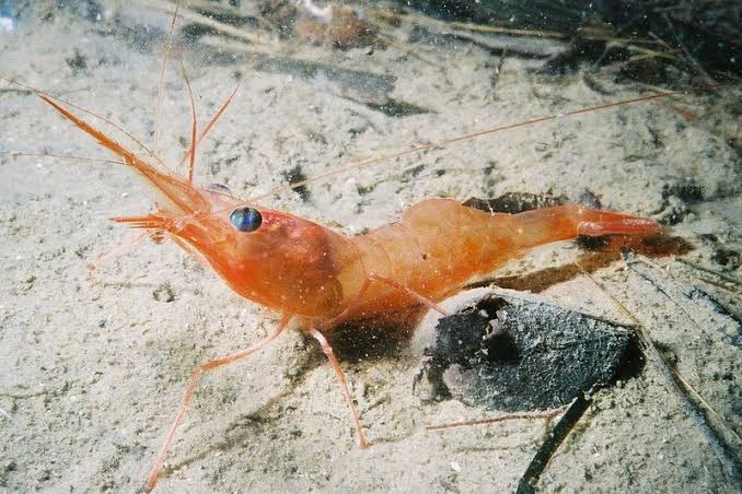 How to Farm and Care for Northern Prawn (Pandalus borealis)