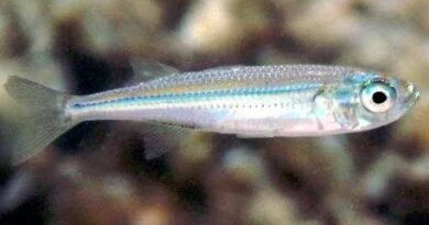 How to Farm and Care for Silver Cyprinid Fish (Rastrineobola argentea)