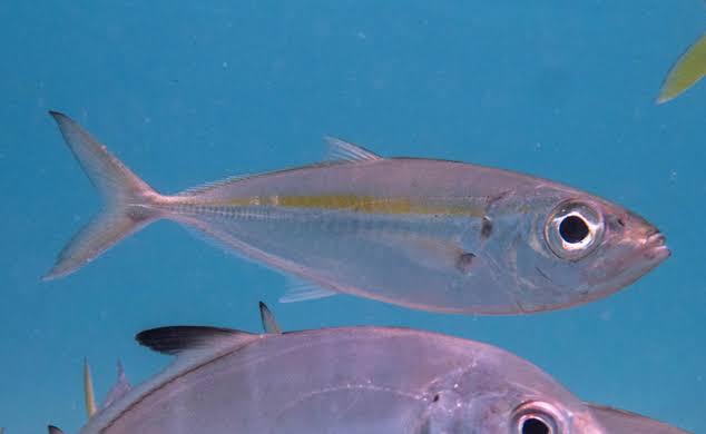 How to Farm and Care for Bigeye Scad Fish (Selar crumenophthalmus) How to Farm and Care for Bigeye Scad Fish (Selar crumenophthalmus)
