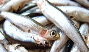 How to Farm and Care for Peruvian Anchoveta (Engraulis ringens)