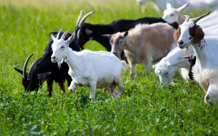 Goats Farming Complete Practical Guide