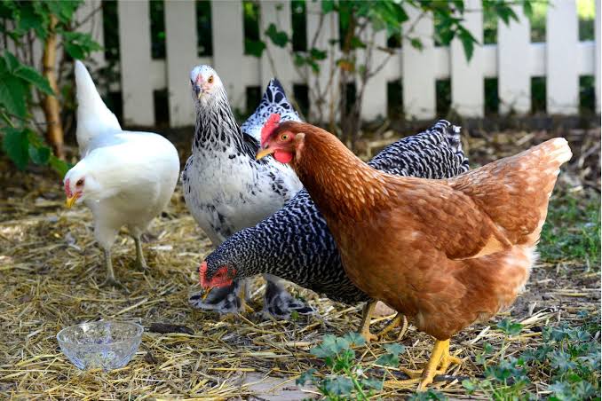 How to Raise Backyard Chickens