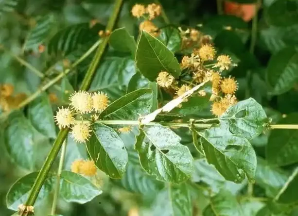 15 Medicinal Health Benefits Of Uncaria tomentosa (Cat's Claw)