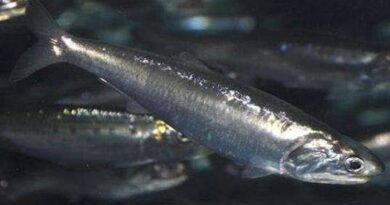 How to Farm and Care for Pacific Anchoveta Fish (Cetengraulis mysticetus)