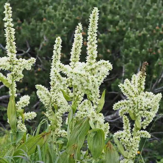 15Medicinal Health Benefits Of Veratrum