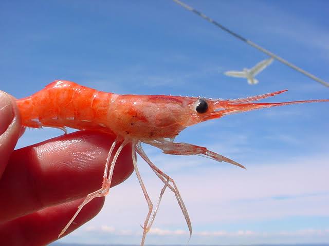 How to Farm and Care for Northern Prawn (Pandalus borealis)