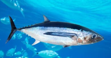How to Farm and Care for Albacore Fish (Thunnus alalunga)