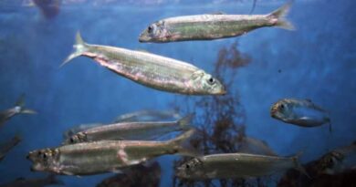 How to Farm and Care for Pacific Herring Fish (Clupea pallasii)