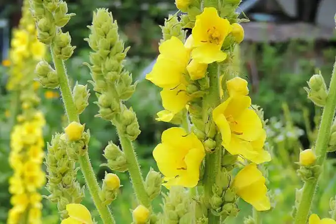 16 Medicinal Health Benefits Of Verbascum Thapsus (Mullein)
