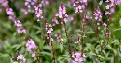10 Medicinal Health Benefits Of Verbena officinalis (common vervain)
