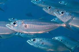 How to Farm and Care for Bigeye Scad Fish (Selar crumenophthalmus) How to Farm and Care for Bigeye Scad Fish (Selar crumenophthalmus)