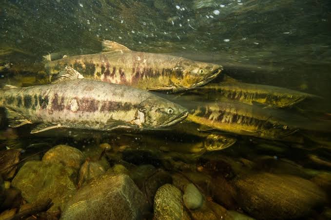 How to Farm and Care for Chum Salmon Fish (Oncorhynchus keta)