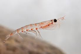 How to Farm and Care for Antarctic krill (Euphausia superba)