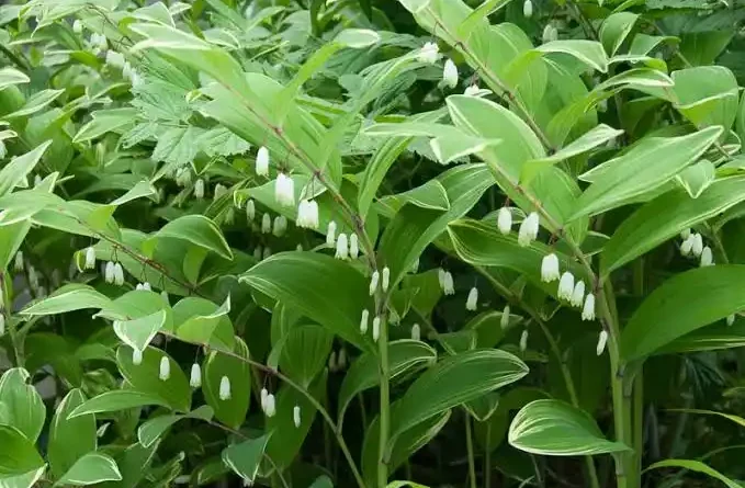 16 Medicinal Health Benefits Of Polygonatum (Solomon's Seal)