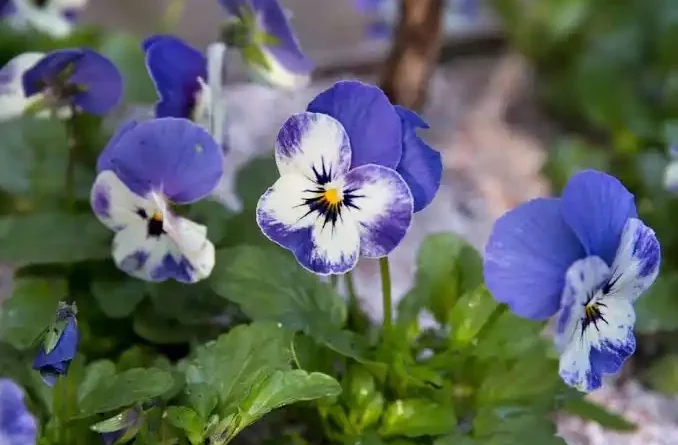 10 Medicinal Health Benefits Of Viola Plant (Violets) - Agric4Profits