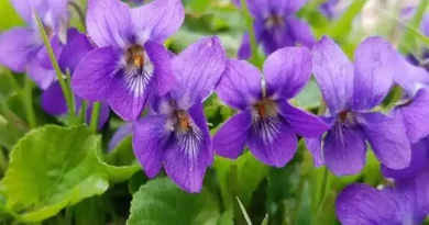 11 Medicinal Health Benefits Of Viola odorata (Sweet Violet)