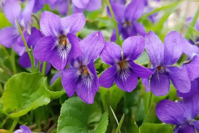 11 Medicinal Health Benefits Of Viola odorata (Sweet Violet)