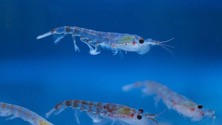 How to Farm and Care for Antarctic krill (Euphausia superba)