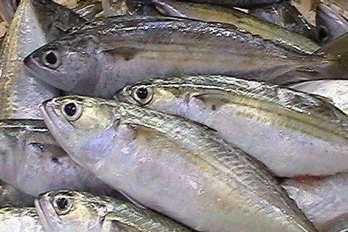 How to Farm and Care for Indian Mackerel Fish (Rastrelliger kanagurta)