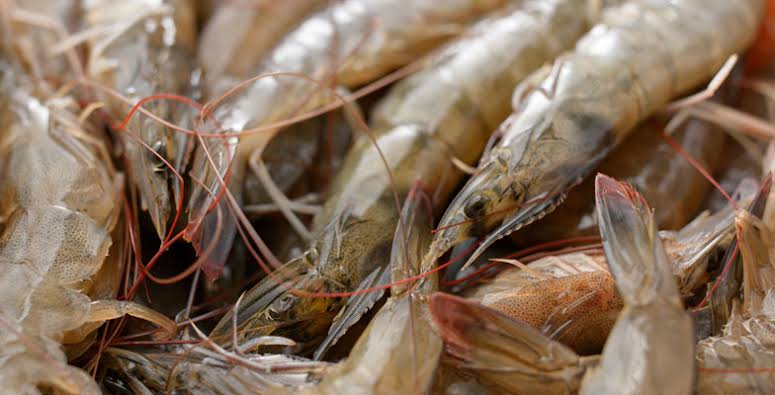 How to Farm and Care for Southern Rough Shrimp (Trachysalambria curvirostris)