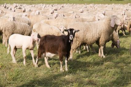 Complete Guide on Sheep and Goats Production