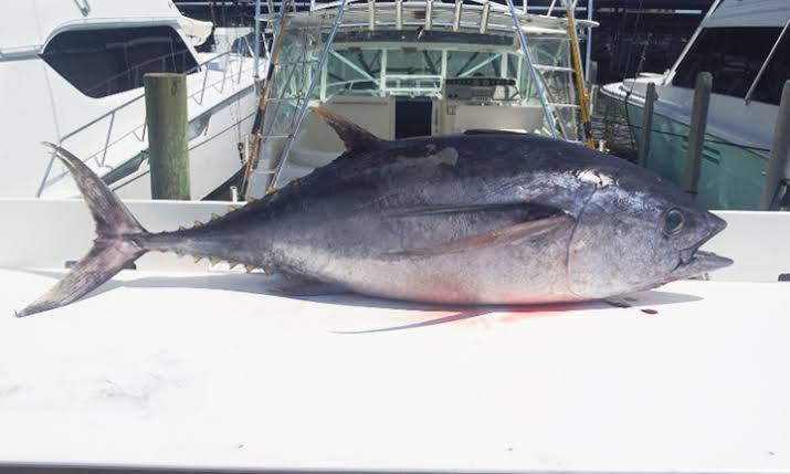 How to Farm and Care for Bigeye Tuna Fish (Thunnus obesus)