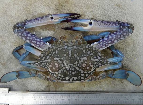 How to Farm and Care for Blue Swimming Crab (Portunus pelagicus)