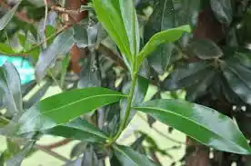 16 Medicinal Health Benefits Of Warburgia ugandensis (Ugandan Greenheart)