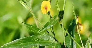 18 Medicinal Health Benefits of Zornia latifolia (Maconha Brava)