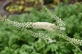 10 Medicinal Health Benefits Of Black Cohosh (Actaea racemosa)