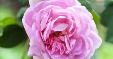 10 Medicinal Health Benefits Of Rosa × centifolia (Cabbage Rose)
