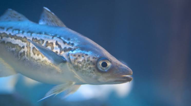 How Farm and Care for Alaska Pollock	 (Theragra chalcogramma)