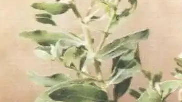 18 Medicinal Health Benefits Of Pluchea lanceolata (Indian Camphorweed)