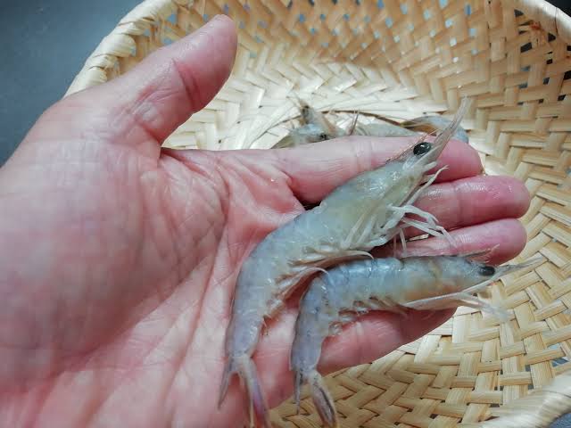 How to Farm and Care for Southern Rough Shrimp (Trachysalambria curvirostris)