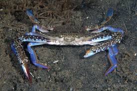 How to Farm and Care for Blue Swimming Crab (Portunus pelagicus)