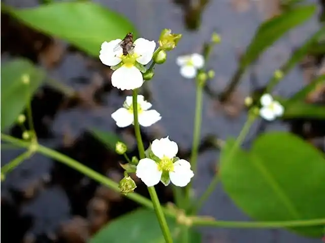 15 Medicinal Health Benefits Of Water-Plantain (Alisma plantago-aquatica)